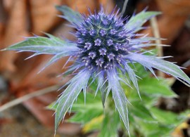 sea holly (eryngium planum), blooming far too early optimized
